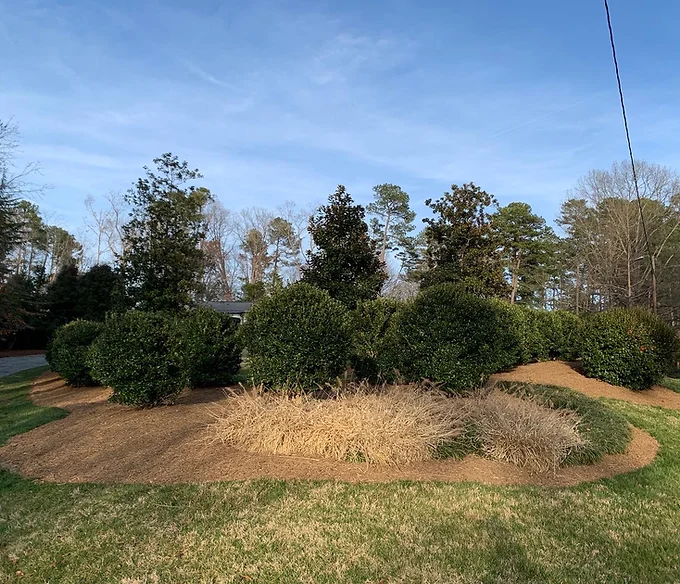 pine-straw